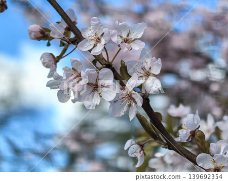 Pink Cherry Blossoms on Branch Against Sky Pink Cherry Blossoms on Branch Against Sky 139692354
