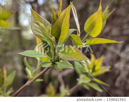 Fresh Green Leaves of Syringa Vulgaris Fresh Green Leaves of Syringa Vulgaris 139692361