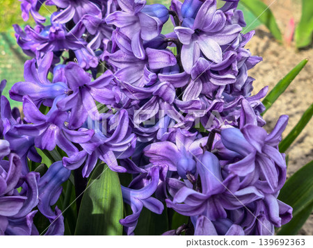 Purple Blue Hyacinthus Orientalis Closeup Full Bloom Spring Garden Purple Blue Hyacinthus Orientalis Closeup Full Bloom Spring Garden 139692363