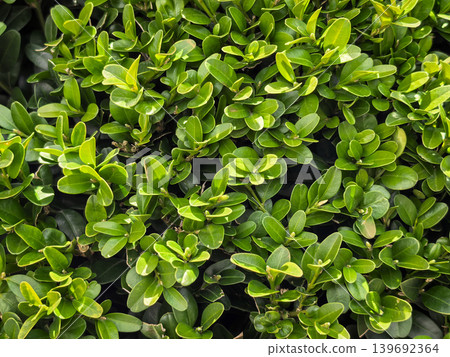 Buxus Sempervirens Dense Green Foliage Closeup Texture Background 139692364