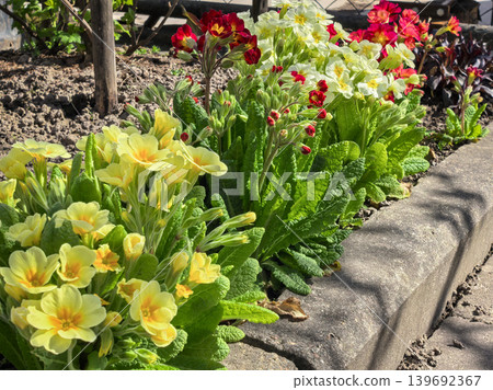 Primula Vulgaris Yellow Red Mixed Primrose Spring Flower Border Primula Vulgaris Yellow Red Mixed Primrose Spring Flower Border 139692367