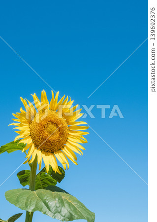 sunflower sunflower 139692376