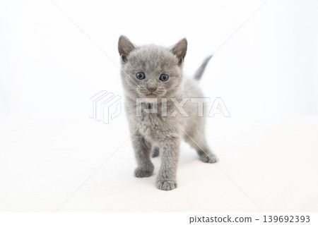 White background and Chartreux kitten White background and Chartreux kitten 139692393