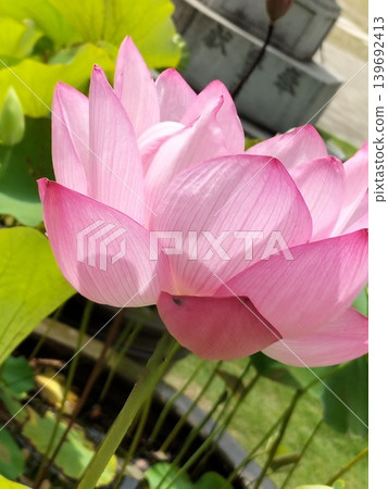 美麗的粉紅色蓮花 美麗的粉紅色蓮花 139692413