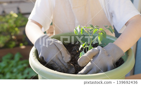 Children planting vegetable seedlings (gardening/gardening) Children planting vegetable seedlings (gardening/gardening) 139692436