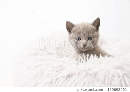 A Chartreux kitten in a bed against a white background. A Chartreux kitten in a bed against a white background. 139692461