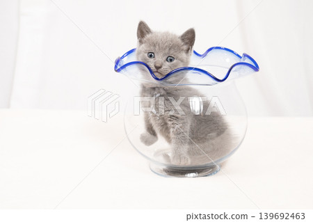 White background and a goldfish bowl containing the kittens of Sharl and Ryu White background and a goldfish bowl containing the kittens of Sharl and Ryu 139692463