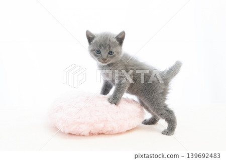 A Chartreux kitten turning around against a white background. A Chartreux kitten turning around against a white background. 139692483