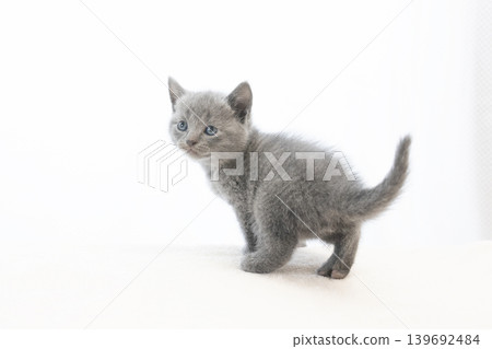 A Chartreux kitten turning around against a white background. A Chartreux kitten turning around against a white background. 139692484