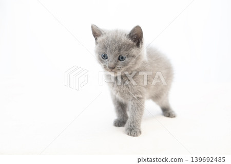 White background and Chartreux kitten White background and Chartreux kitten 139692485