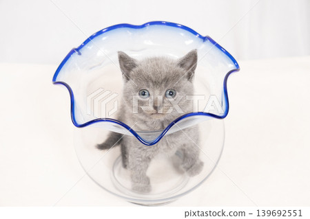 White background and a goldfish bowl containing the kittens of Sharl and Ryu White background and a goldfish bowl containing the kittens of Sharl and Ryu 139692551
