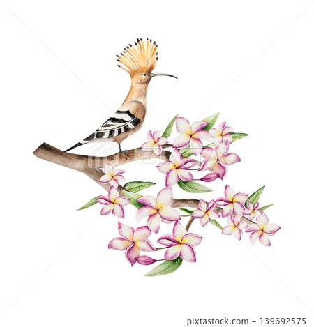 Realistic Hoopoe bird sits on blooming frangipani flowers on on a branch. Watercolor hand drawn tropical plumeria plant. Isolated botanical illustration on transparent background. Perfect for tropical 139692575