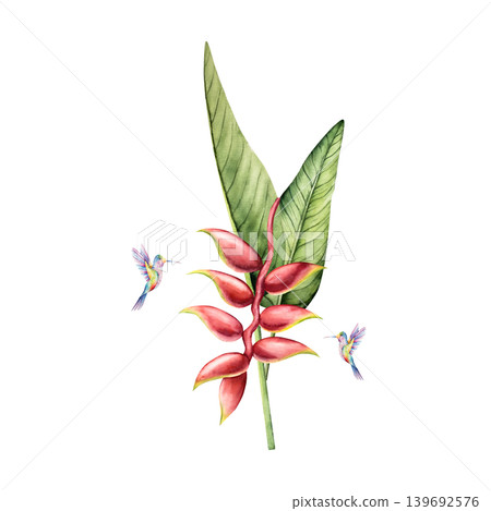 Hummingbirds and heliconia flower. Watercolor hand drawn tropical plant. Isolated exotic botanical illustration on transparent background. Perfect for tropical design projects. For designers 139692576