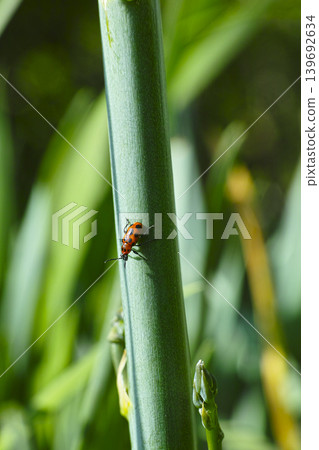 Rhinoceros beetle 139692634