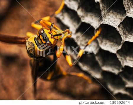 Paper wasp forming a caterpillar on top of its nest 139692644