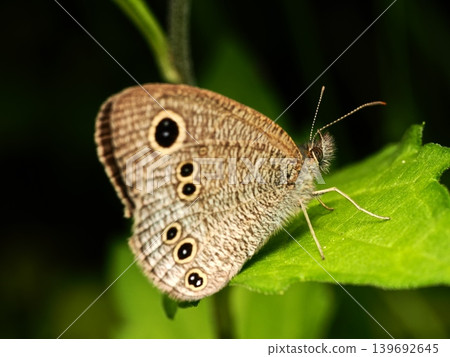 A small three-ring butterfly resting on a leaf. A small three-ring butterfly resting on a leaf. 139692645