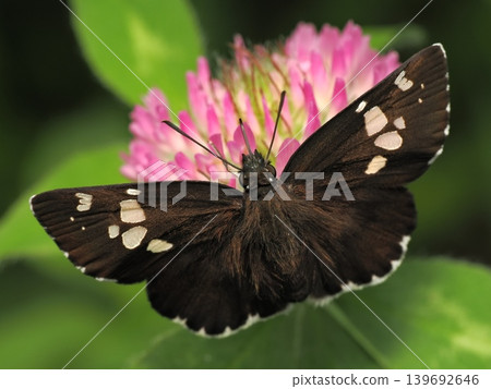 A skipper butterfly feeding on the nectar of a red clover flower. A skipper butterfly feeding on the nectar of a red clover flower. 139692646