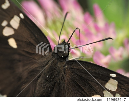 A skipper butterfly feeding on the nectar of a red clover flower. A skipper butterfly feeding on the nectar of a red clover flower. 139692647