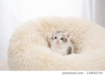 A Scottish Fold kitten against a white background. A Scottish Fold kitten against a white background. 139692739