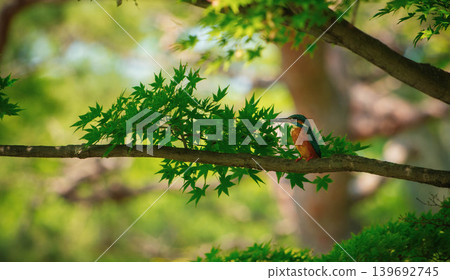 Green maple leaves and a kingfisher Green maple leaves and a kingfisher 139692745