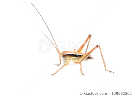 Grasshopper larva Grasshopper larva 139692803