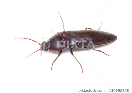 A kind of click beetle A kind of click beetle 139692808