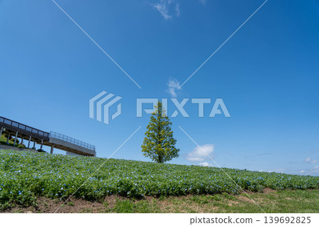 Hyogo Prefectural Park Awaji Hanasajiki Hyogo Prefectural Park Awaji Hanasajiki 139692825