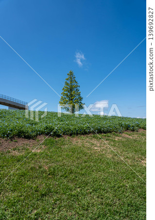 Hyogo Prefectural Park Awaji Hanasajiki 139692827