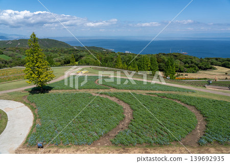 Hyogo Prefectural Park Awaji Hanasajiki Hyogo Prefectural Park Awaji Hanasajiki 139692935