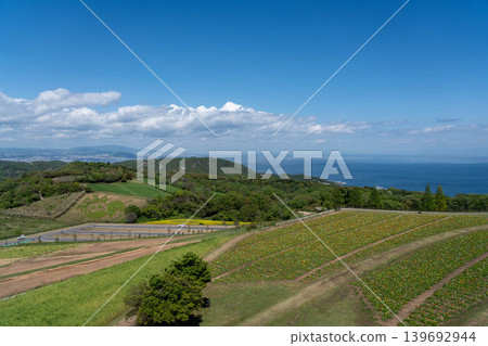 Hyogo Prefectural Park Awaji Hanasajiki 139692944