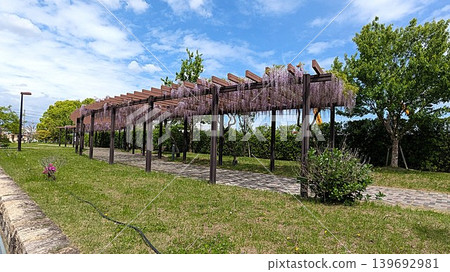 Wisteria trellis at Kamikai-no-uchi Children's Park in Kyoto City Wisteria trellis at Kamikai-no-uchi Children's Park in Kyoto City 139692981