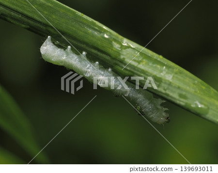 A hydrangea sawfly resting on a leaf. A hydrangea sawfly resting on a leaf. 139693011