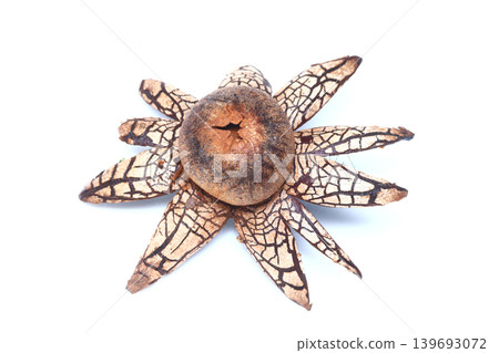 阿斯特賴俄斯Hygrometricus 阿斯特賴俄斯Hygrometricus 139693072