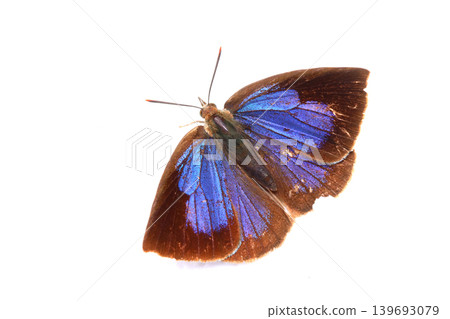 Female of Murasaki Shizimi 139693079