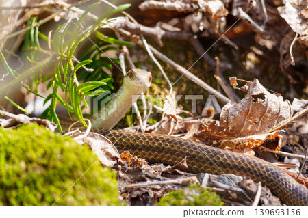 Striped snake staring at you Striped snake staring at you 139693156