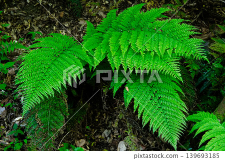 Evergreen perennial herbaceous plant, Dryopteridaceae family, Dryopteris erythrosora Evergreen perennial herbaceous plant, Dryopteridaceae family, Dryopteris erythrosora 139693185