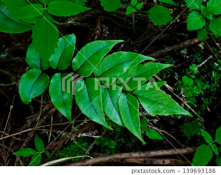 Houseplant, Fern, Dryopteridaceae family, Cycas revoluta Houseplant, Fern, Dryopteridaceae family, Cycas revoluta 139693186