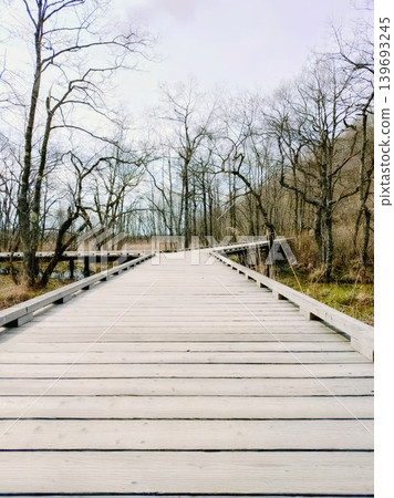 A wooden boardwalk leading into a lush green forest, evoking the image of a path to the future. A wooden boardwalk leading into a lush green forest, evoking the image of a path to the future. 139693245