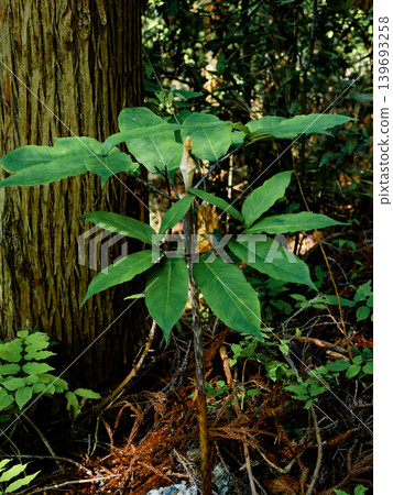 A species endemic to Japan: Araceae family, Arisaema surugaense A species endemic to Japan: Araceae family, Arisaema surugaense 139693258