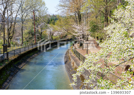 Springtime views of the Lake Biwa Canal (Yamashina Canal) and cherry blossoms in Kyoto, from the Shocho Bridge. Springtime views of the Lake Biwa Canal (Yamashina Canal) and cherry blossoms in Kyoto, from the Shocho Bridge. 139693307