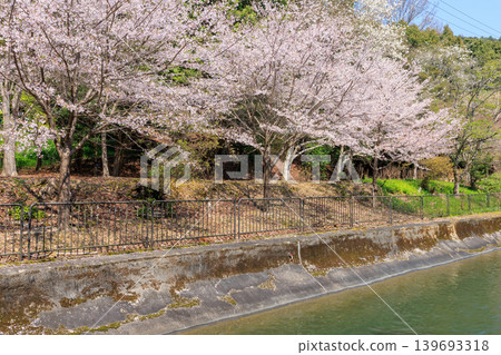 京都琵琶湖水道(山科水道)沿岸,本國寺附近,春季櫻花盛開。 京都琵琶湖水道(山科水道)沿岸,本國寺附近,春季櫻花盛開。 139693318