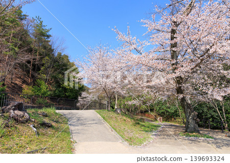 京都琵琶湖運河(山科運河)的春季景色和山科展望台的櫻花。 京都琵琶湖運河(山科運河)的春季景色和山科展望台的櫻花。 139693324