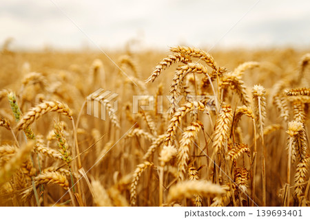 Close-up of ears of wheat. Background of ripening wheat field. Growing character of the character. Close-up of ears of wheat. Background of ripening wheat field. Growing character of the character. 139693401