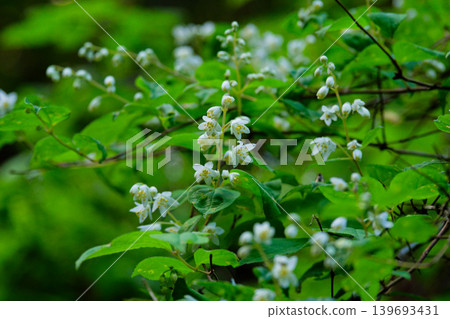八仙花科八仙花屬整潔的白花 139693431