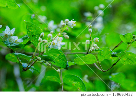 八仙花科八仙花屬整潔的白花 139693432
