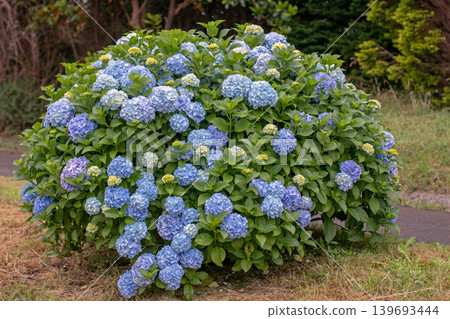 Blue hydrangea macrophylla bush with large flower heads Blue hydrangea macrophylla bush with large flower heads 139693444