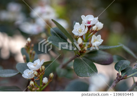 Rhaphiolepis umbellata Sextons bride pink white blossoms with dark green leaves Rhaphiolepis umbellata Sextons bride pink white blossoms with dark green leaves 139693445