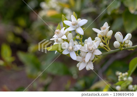 Orange tree blossom branch with buds and young leaves. Citrus flowers Orange tree blossom branch with buds and young leaves. Citrus flowers 139693450
