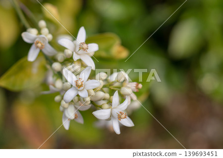 Orange tree blossom branch with abundant citrus flowers and buds close up garden bokeh Orange tree blossom branch with abundant citrus flowers and buds close up garden bokeh 139693451