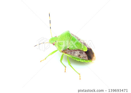 Chabanus blue bug Chabanus blue bug 139693471